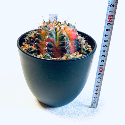 ギムノカリキウム・ミハノビッチ 斑入り 緋牡丹錦 サボテン 特大