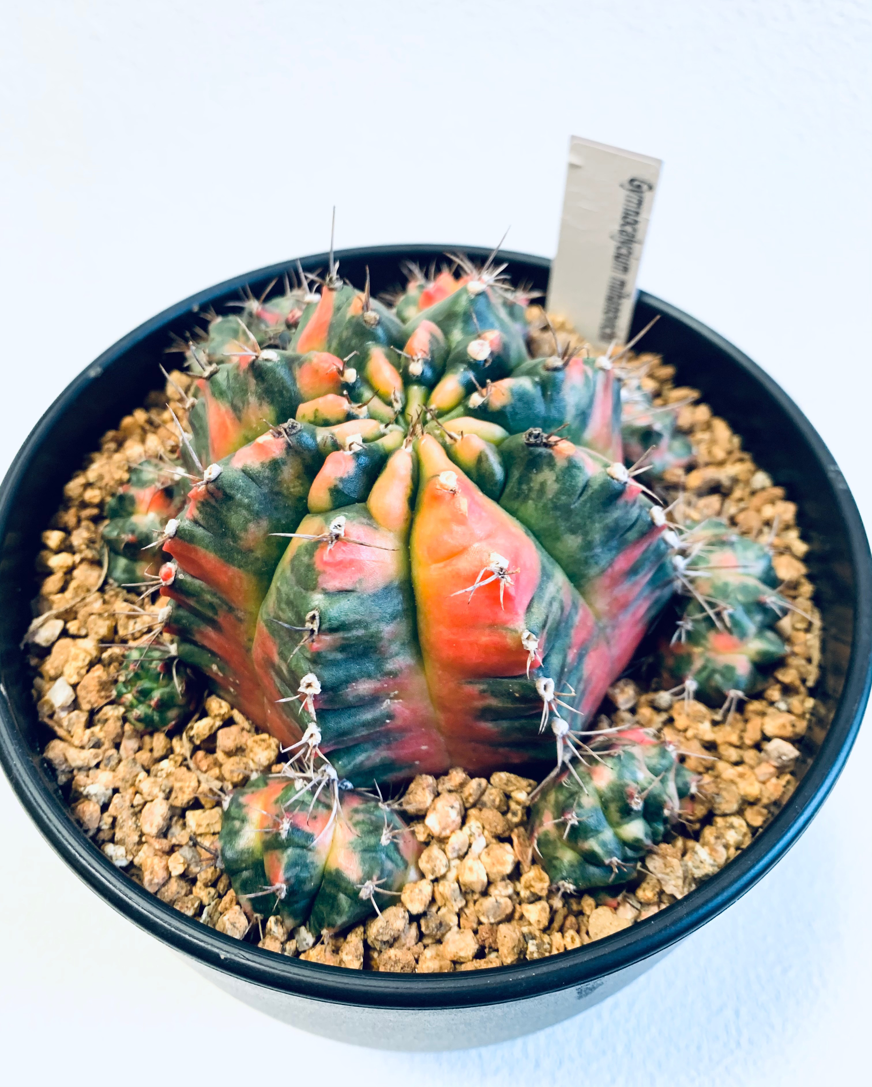 ギムノカリキウム・ミハノビッチ 斑入り 緋牡丹錦 サボテン 特大