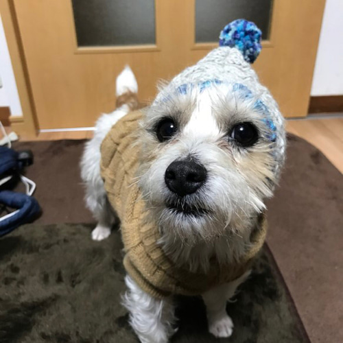 ハンドメイド　オーダー受付ページ　♡ニット帽　チワワ　パネル♡ ハンドメイド オーダー受付ページ ♡ニット帽 チワワ パネル♡