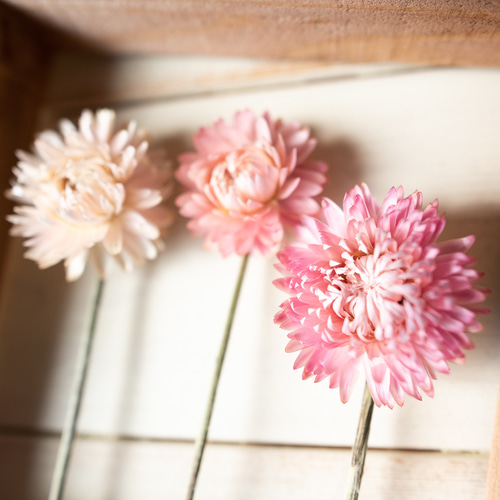 ドライフラワー花材セット。:°ஐ..♡*ヘリクリサム♡♡ ドライフラワー花材 天然素材 ヘリクリサム（カイガラソウ）27輪入 (お