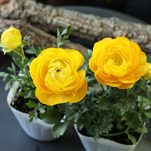 ラナンキュラス マシェ 2苗セット(イエロー) その他インテリア雑貨 t