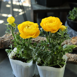 ade4bbb59ef03aefcc2cd70f1be40a