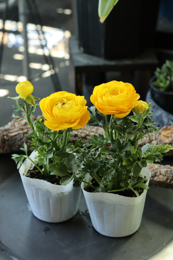 ラナンキュラス マシェ 2苗セット(イエロー) その他インテリア雑貨