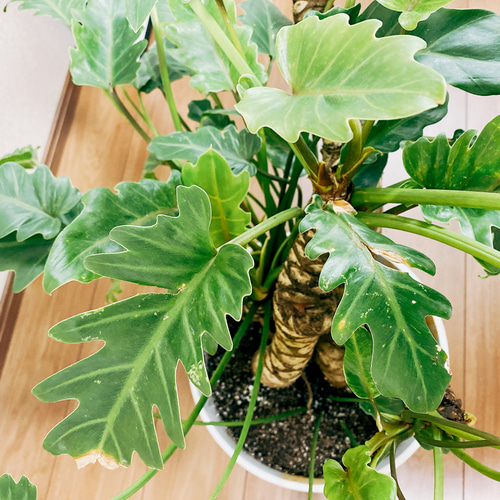 現品］フィロデンドロン クッカバラ 観葉植物 大型 室内 マーブル