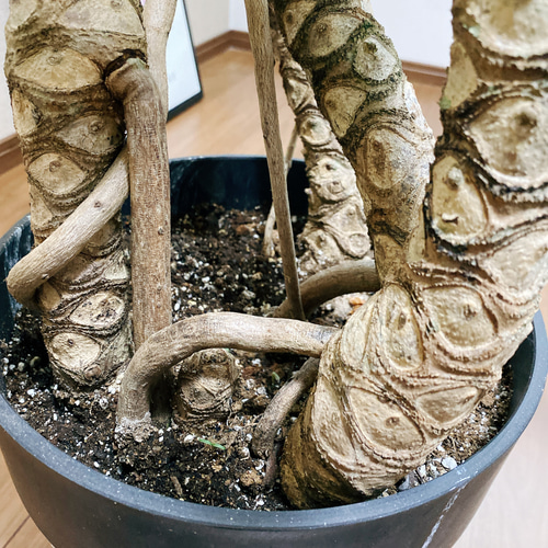 現品］フィロデンドロン クッカバラ 観葉植物 大型 室内