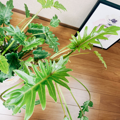 現品］フィロデンドロン クッカバラ 観葉植物 大型 室内