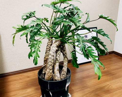 a00be092d858bb4a4557f897a6b549