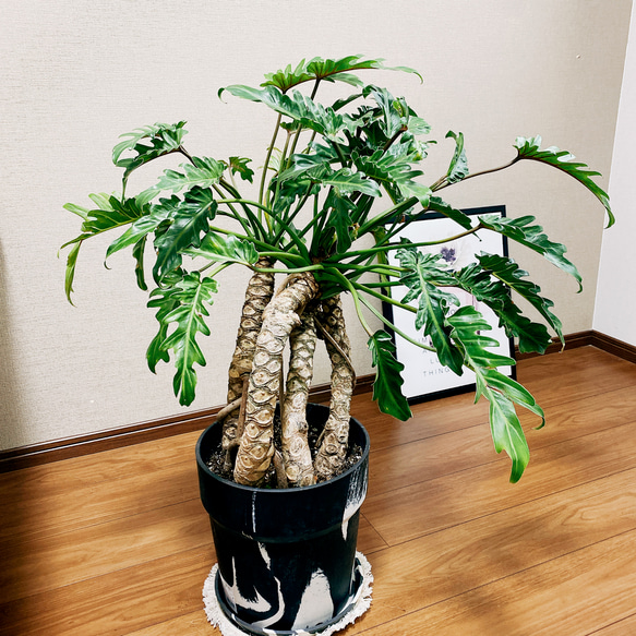 気根立ち仕上げ、フィロデンドロン・クッカバラ７・ 南国の雰囲気を楽しめる一鉢 気根立ち仕上げ、フィロデンドロン・クッカバラ7・ 南国の