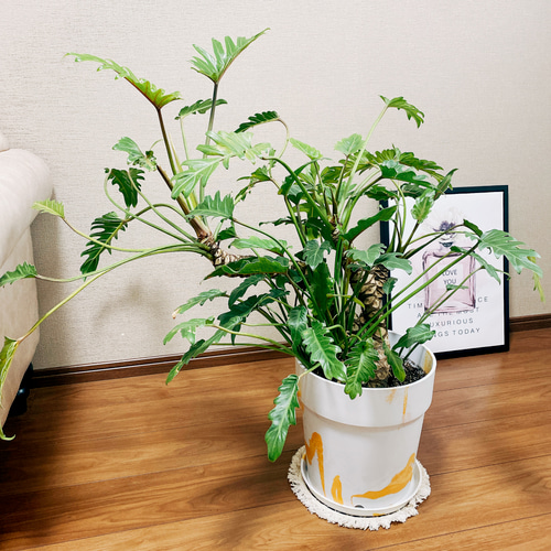 現品］フィロデンドロン クッカバラ 観葉植物 大型 室内 マーブル