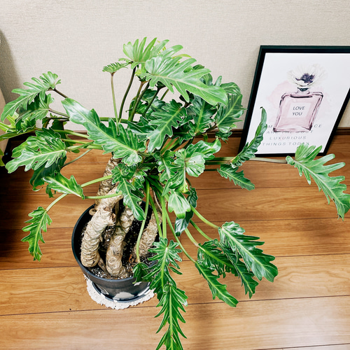 現品］フィロデンドロン クッカバラ 観葉植物 大型 室内