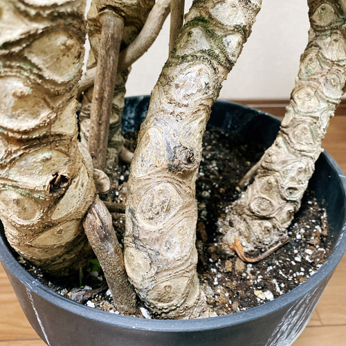 現品］フィロデンドロン クッカバラ 観葉植物 大型 室内 マーブル