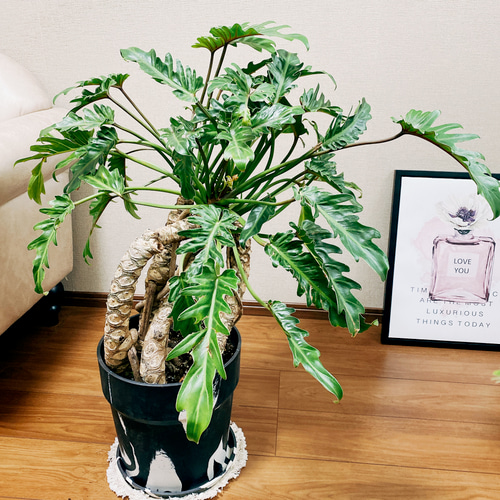 現品］フィロデンドロン クッカバラ 観葉植物 大型 室内 マーブル