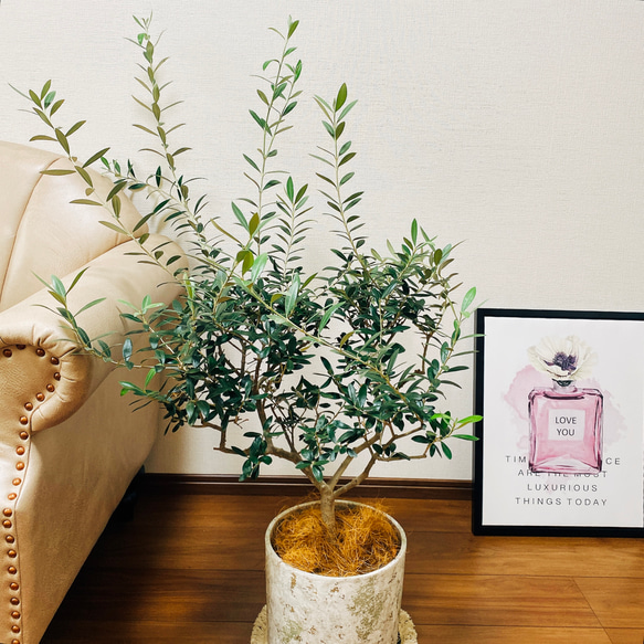 春うらら実付きオリーブ・サウスオーストラリア・ベルダル 春うらら様専用実付きオリーブ・サウスオーストラリア・ベルダル