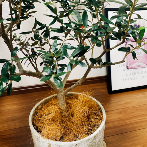 春うらら実付きオリーブ・サウスオーストラリア・ベルダル 春うらら様専用実付きオリーブ・サウスオーストラリア・ベルダル