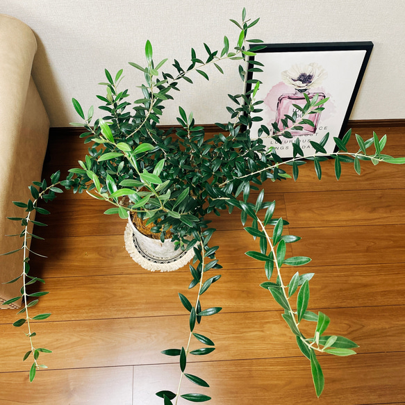 ［現品］【希少】オリーブ　サウスオーストラリアベルダル　観葉植物　屋外　ベランダ　おしゃれ　陶器鉢受け皿付き 8枚目の画像