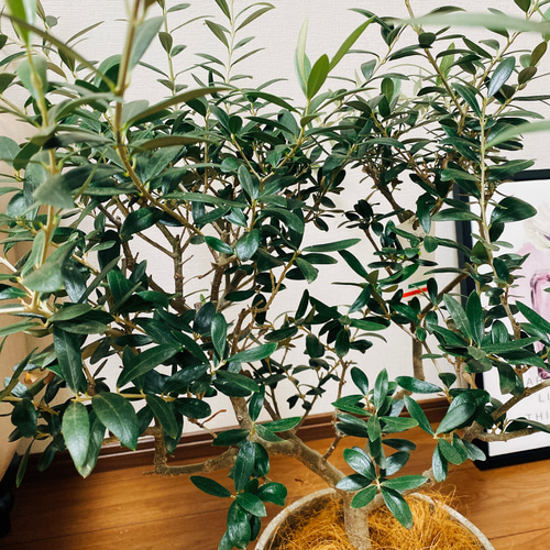 現品］【希少】オリーブ サウスオーストラリアベルダル 観葉植物