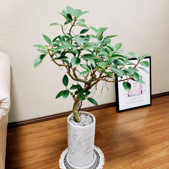 現品］☆盆栽風☆ フランスゴムノキ 曲がり 観葉植物 室内