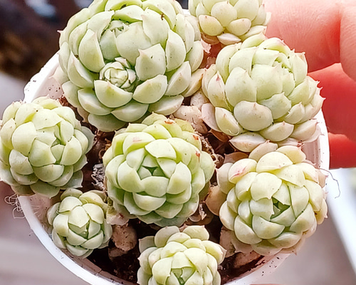 多肉植物 ラノリン球 抜き苗 多肉植物 Obesa 通販 18729889