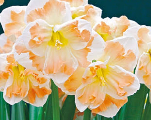 マイセン マルコリーニの花 オレンジチューリップと黄色の花