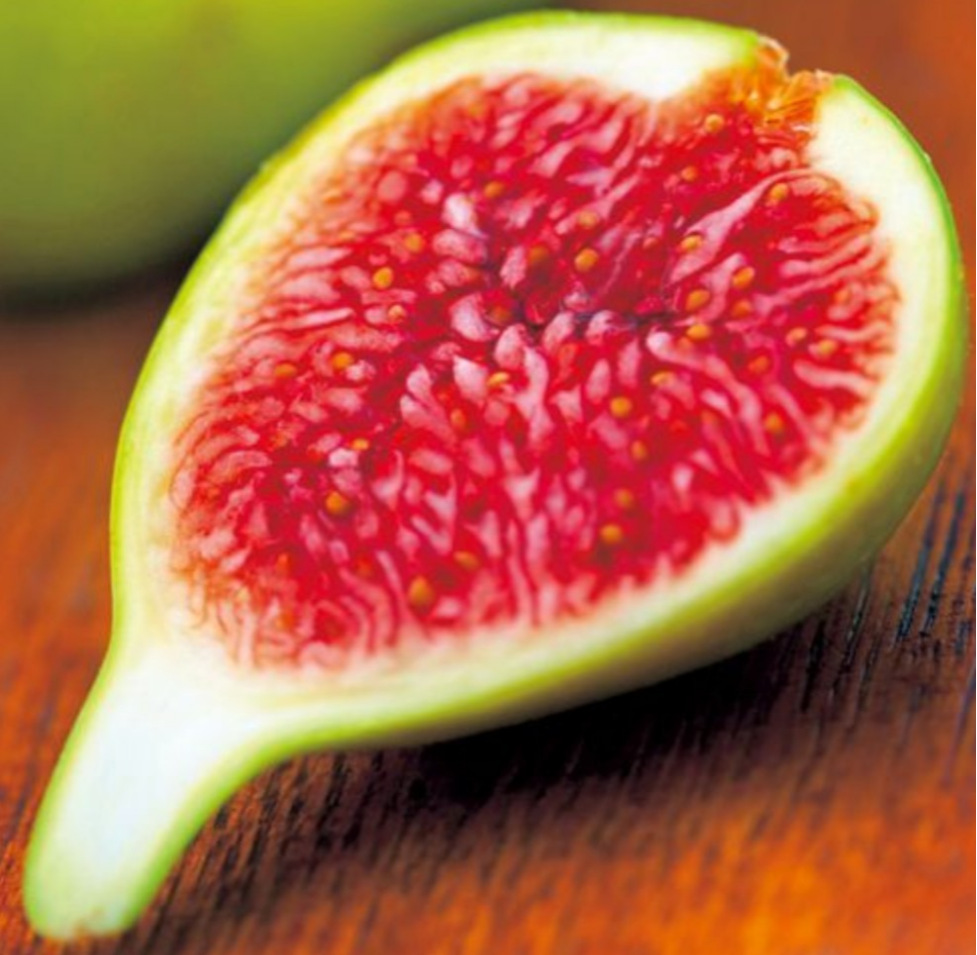 イチジク ゴールドフィガー 果肉が甘くファンが多い人気品種 4年以上経った大苗 すぐに結実が楽しめます 10,800円