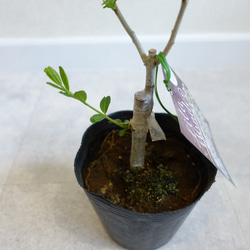 ライラック　ブルガリス　リラワンダー　苗　淡青のお花♡ 花木　苗木　花苗　寄せ植え 5枚目の画像