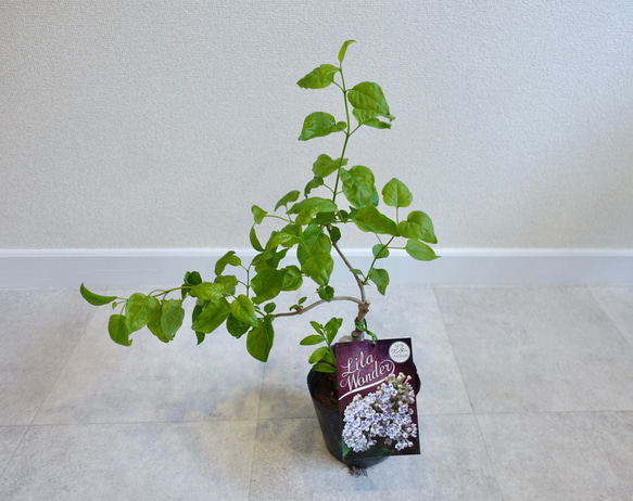 ライラック　ブルガリス　リラワンダー　苗　淡青のお花♡ 花木　苗木　花苗　寄せ植え 10枚目の画像