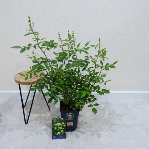 もうすぐ開花♡蕾付き バラ苗 エクレール 6号鉢 苗 大苗 ドライ