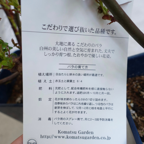 切花品種バラ開花苗ニ苗 切花品種バラ開花苗ニ苗