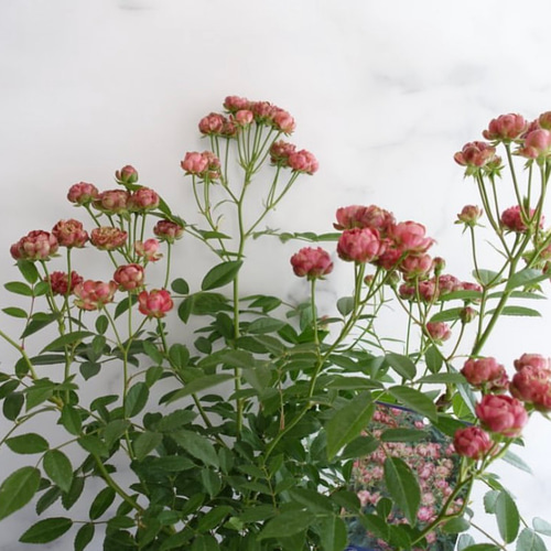 もうすぐ開花♡蕾付き バラ苗 ラディッシュ 大苗 バラ 切花