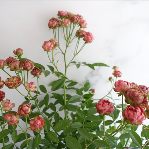 もうすぐ開花♡蕾付き バラ苗 ラディッシュ 大苗 バラ 切花