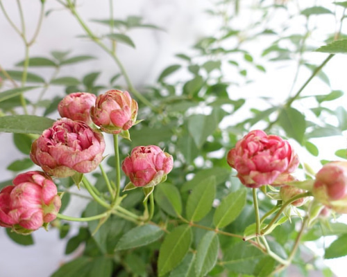 もうすぐ開花♡蕾付き バラ苗 ラディッシュ 大苗 バラ 切花