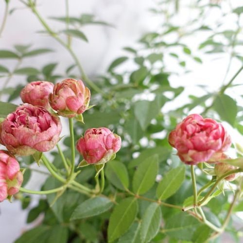 もうすぐ開花♡蕾付き バラ苗 ラディッシュ 大苗 バラ 切花 ドライ ...