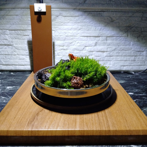 観葉植物のある天然ゴケの苔テラリウム、観賞用や生体ケージにも