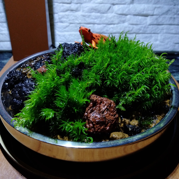 パルダリウム水槽セット/完成品/テラリウム/苔リウム/苔テラリウム パルダリウム水槽セット/完成品/テラリウム/苔リウム/苔テラリウム