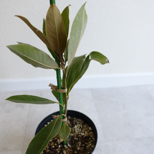 おしゃれなシンボルツリー♡ タイサンボク リトルジェム マグノリア