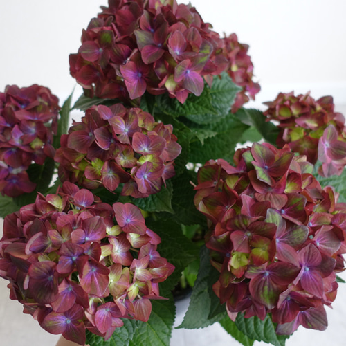 希少品種‼︎ マジカルチョコレート アジサイ 6号 紫陽花 苗 大苗 花苗