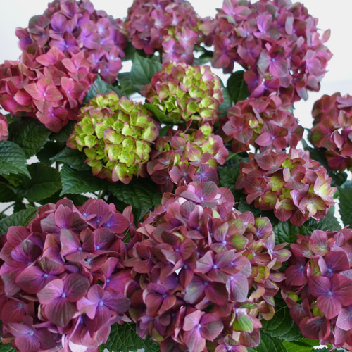 希少品種‼︎ マジカルチョコレート アジサイ 6号 紫陽花 苗 大苗