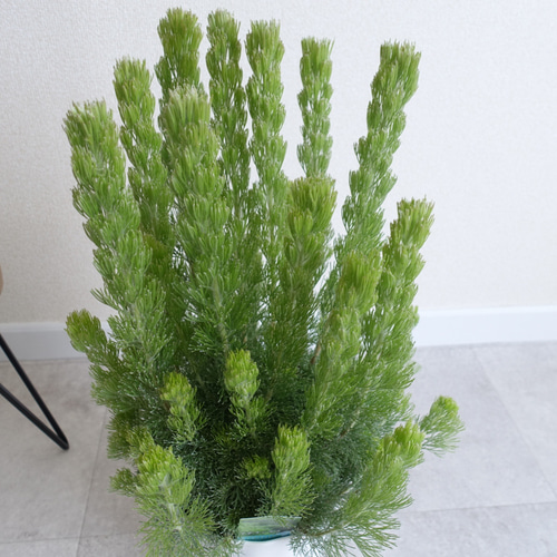 観葉植物専門店 ワールドガーデン | 本日入荷したオージー