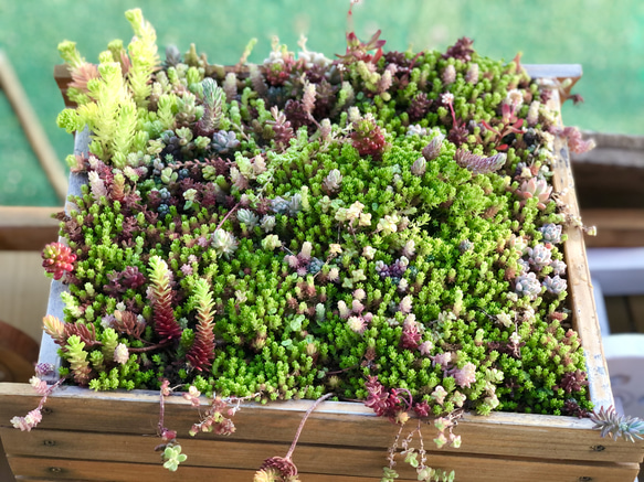 多肉植物＊ちまちま寄せ植え用＊10種類15カット＊ランダム＊ 2枚目の画像