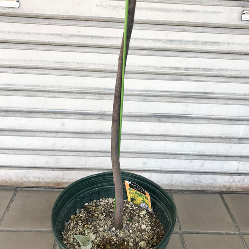 開花中♡ 背高め！ 樹形良好 ミモザ アカシア プルプレア 8号