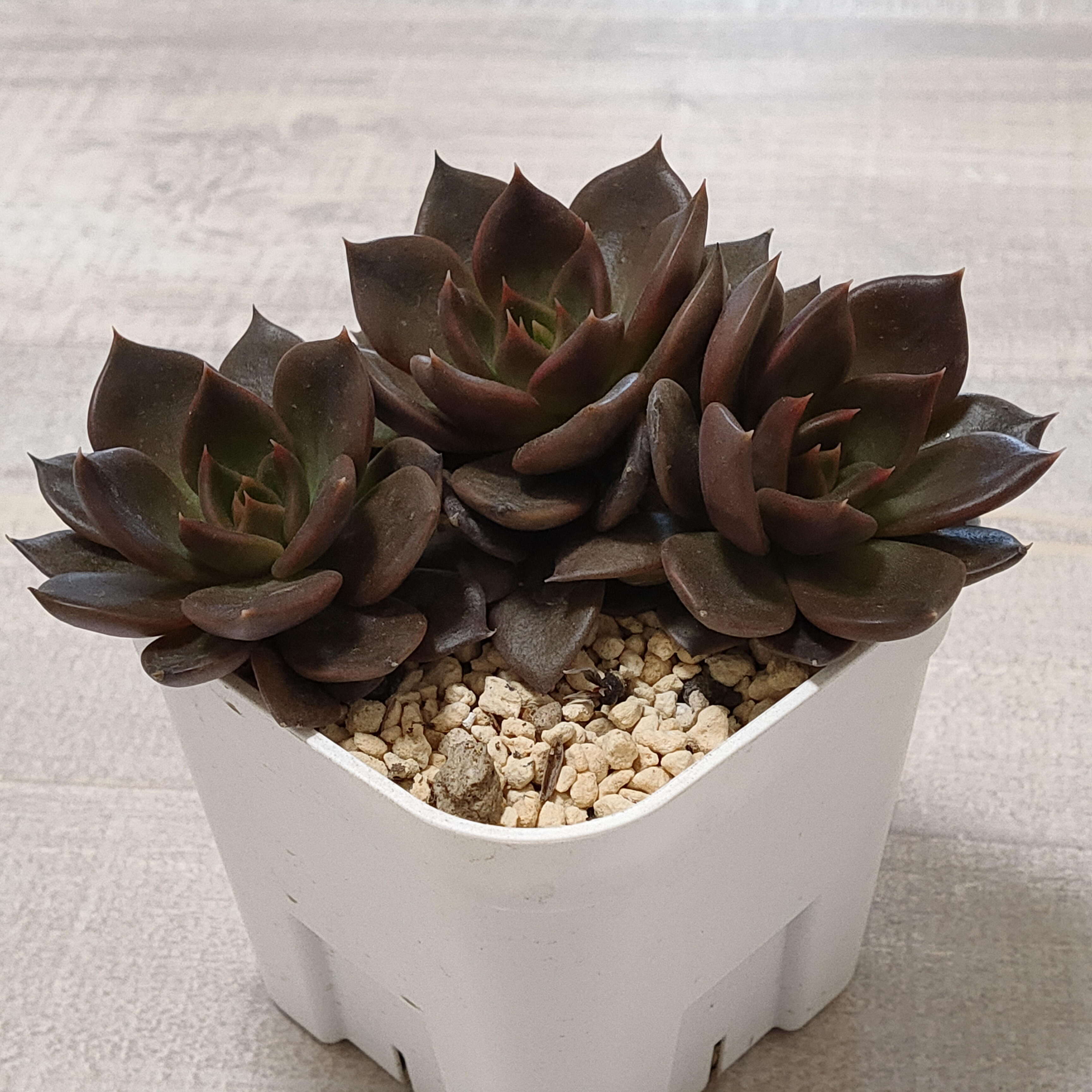 ブラックプリンス【多肉植物】