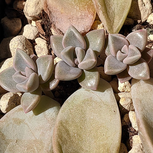 朧月の葉挿し10苗セット【多肉植物】 多肉植物 エケベリアSKETCH 通販