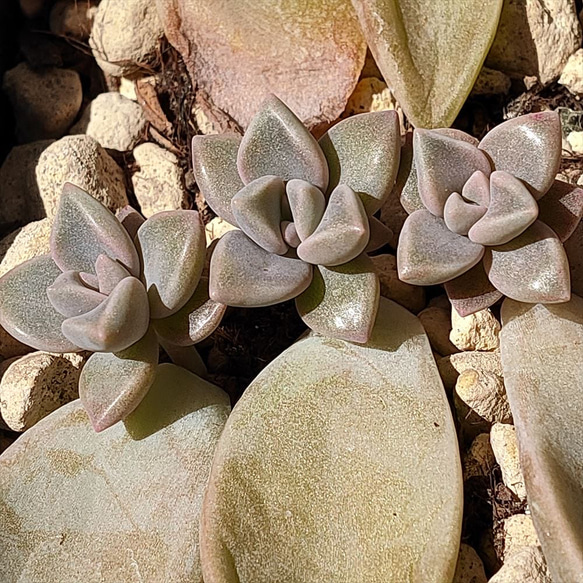 多肉植物　朧月　カット苗 7754bd235b4e8a76570fb498045c57