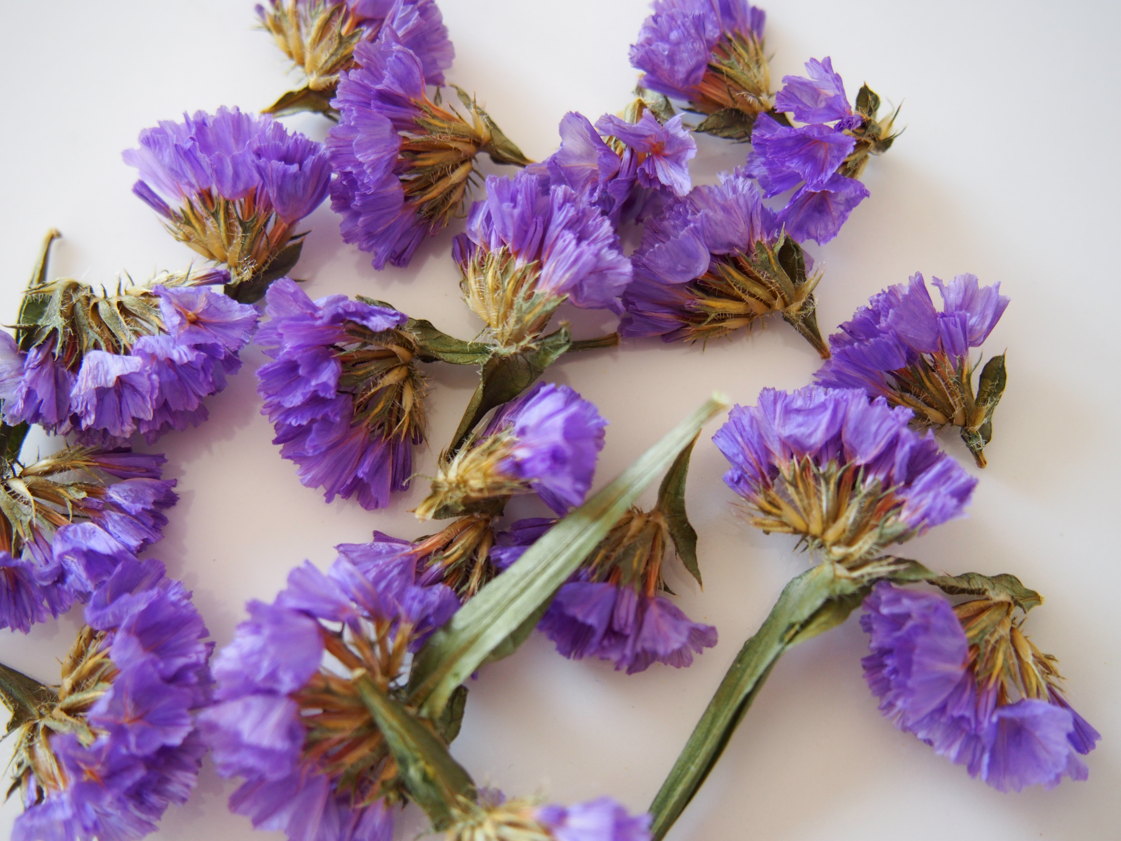 春花ドライフラワーミックス 花材❤️バーバリウム・レジン・キャンドル・ハンドメイド