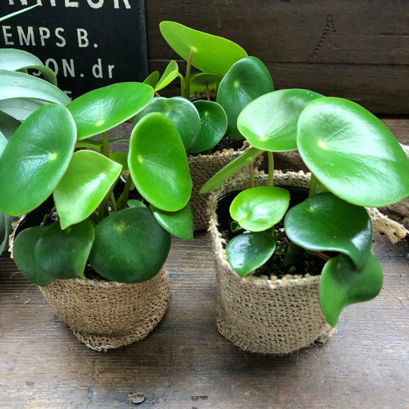 ジェイド♡ペペロミア♡観葉植物♡インテリア♡ガーデニング 17枚目の画像