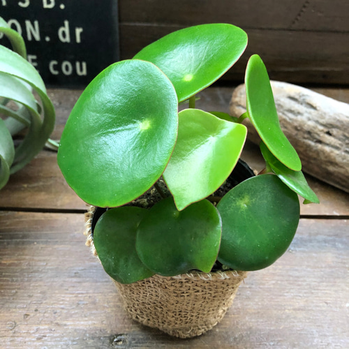 ジェイド♡ペペロミア♡観葉植物♡インテリア♡ガーデニング アート 