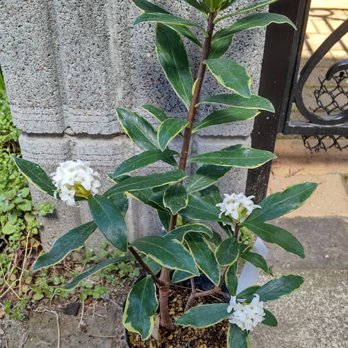 斑入り白花沈丁花】白覆輪の美しい葉っぱ 風情のある白花沈丁花 赤花と