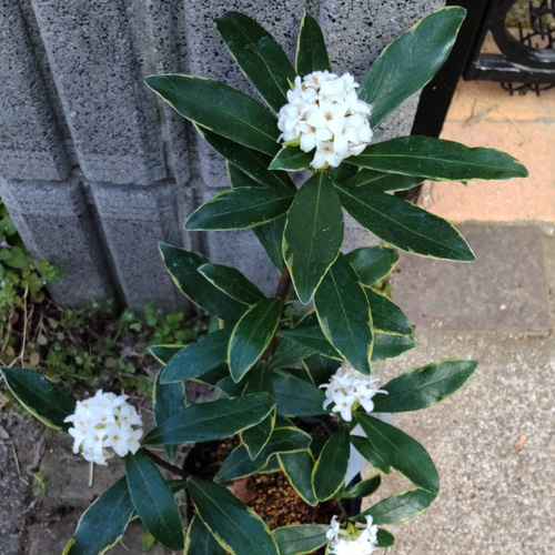 斑入り白花沈丁花】白覆輪の美しい葉っぱ 風情のある白花沈丁花 赤花と