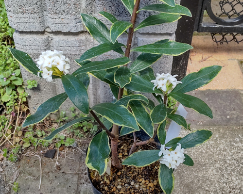 沈丁花ページ② ジンチョウゲ 沈丁花 挿し木 2苗【G】 - メルカリ