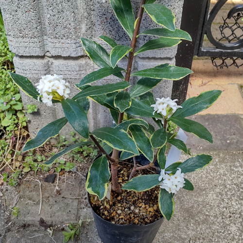斑入り白花沈丁花】白覆輪の美しい葉っぱ 風情のある白花沈丁花 赤花と